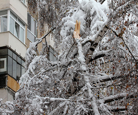 Broken branch due to heavy snow