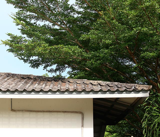 Trim All Branches Over your Roof