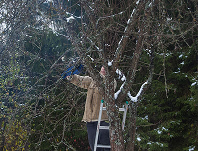 Trimming in Winter